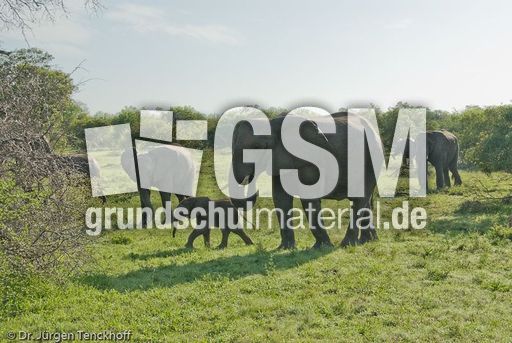 Afrikanischer Elefant (89 von 131).jpg